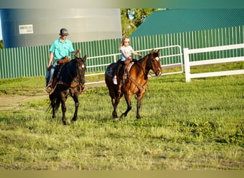 Quarter horse américain, Hongre, 13 Ans, 152 cm, Rouan Bleu