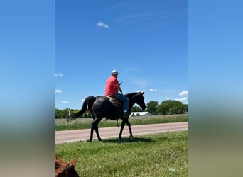 Quarter horse américain, Hongre, 13 Ans, 152 cm, Rouan Bleu
