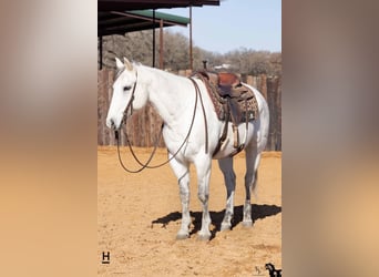 Quarter horse américain, Hongre, 13 Ans, 152 cm, Rouan bleu