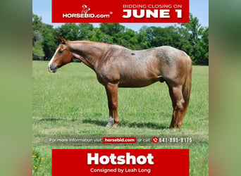 Quarter horse américain, Hongre, 13 Ans, 152 cm, Rouan Rouge