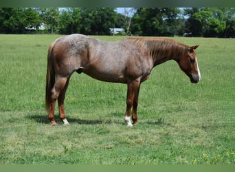 Quarter horse américain, Hongre, 13 Ans, 152 cm, Rouan Rouge