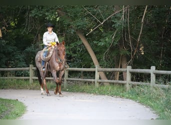 Quarter horse américain, Hongre, 13 Ans, 152 cm, Rouan Rouge
