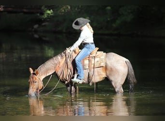 Quarter horse américain, Hongre, 13 Ans, 152 cm, Rouan Rouge