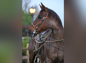 Quarter horse américain, Hongre, 13 Ans, 152 cm, Rouan Rouge