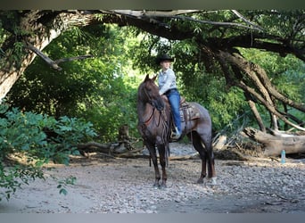 Quarter horse américain, Hongre, 13 Ans, 152 cm, Rouan Rouge