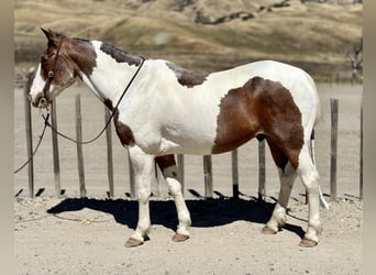 Quarter horse américain, Hongre, 13 Ans, 152 cm, Tobiano-toutes couleurs