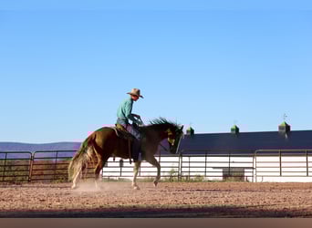 Quarter horse américain, Hongre, 13 Ans, 155 cm, Alezan cuivré