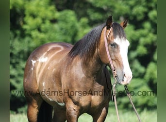 Quarter horse américain, Hongre, 13 Ans, 155 cm, Buckskin