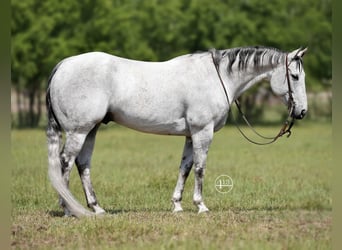 Quarter horse américain, Hongre, 13 Ans, 155 cm, Gris