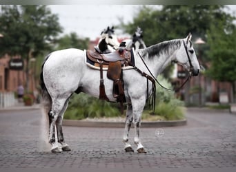 Quarter horse américain, Hongre, 13 Ans, 155 cm, Gris