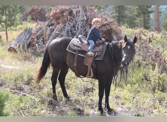 Quarter horse américain, Hongre, 13 Ans, 155 cm, Noir