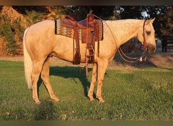 Quarter horse américain, Hongre, 13 Ans, 155 cm, Palomino