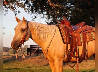 Quarter horse américain, Hongre, 13 Ans, 155 cm, Palomino