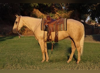 Quarter horse américain, Hongre, 13 Ans, 155 cm, Palomino