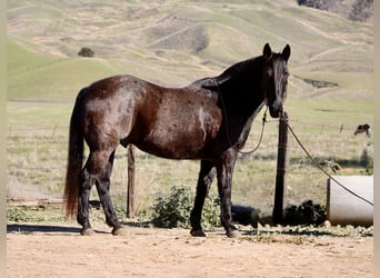 Quarter horse américain, Hongre, 13 Ans, 155 cm, Rouan Bleu