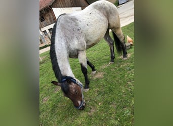 Quarter horse américain, Hongre, 13 Ans, 156 cm, Roan-Bay