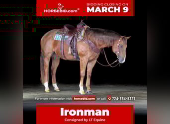 Quarter horse américain, Hongre, 13 Ans, 157 cm, Alezan brûlé