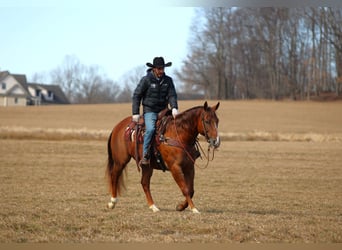 Quarter horse américain, Hongre, 13 Ans, 157 cm, Alezan brûlé