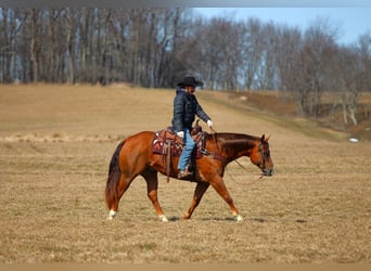 Quarter horse américain, Hongre, 13 Ans, 157 cm, Alezan brûlé