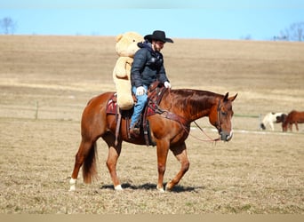 Quarter horse américain, Hongre, 13 Ans, 157 cm, Alezan brûlé