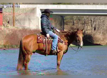 Quarter horse américain, Hongre, 13 Ans, 157 cm, Alezan brûlé