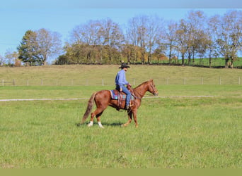 Quarter horse américain, Hongre, 13 Ans, 157 cm, Alezan brûlé