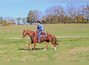 Quarter horse américain, Hongre, 13 Ans, 157 cm, Alezan brûlé