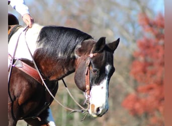 Quarter horse américain, Hongre, 13 Ans, 157 cm, Bai