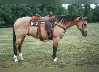 Quarter horse américain Croisé, Hongre, 13 Ans, 157 cm, Buckskin