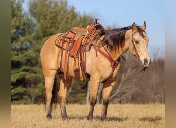 Quarter horse américain, Hongre, 13 Ans, 157 cm, Buckskin