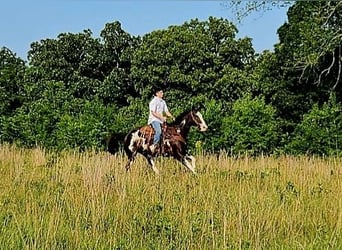 Quarter horse américain, Hongre, 13 Ans, 157 cm, Overo-toutes couleurs
