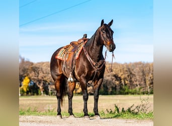 Quarter horse américain, Hongre, 13 Ans, 157 cm, Roan-Bay