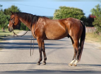 Quarter horse américain, Hongre, 13 Ans, 157 cm, Roan-Bay