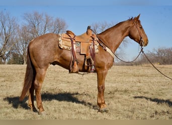 Quarter horse américain Croisé, Hongre, 13 Ans, 157 cm, Rouan Rouge