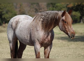 Quarter horse américain, Hongre, 13 Ans, 157 cm, Rouan Rouge