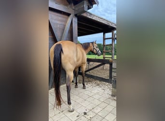 Quarter horse américain, Hongre, 13 Ans, 158 cm, Buckskin