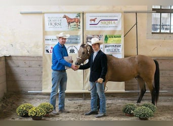 Quarter horse américain, Hongre, 13 Ans, 158 cm, Buckskin