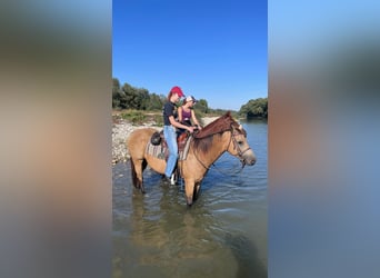 Quarter horse américain, Hongre, 13 Ans, 158 cm, Buckskin