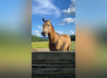 Quarter horse américain, Hongre, 13 Ans, 158 cm, Buckskin