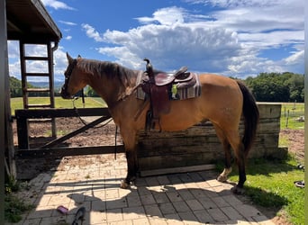 Quarter horse américain, Hongre, 13 Ans, 158 cm, Buckskin