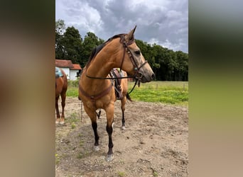 Quarter horse américain, Hongre, 13 Ans, 158 cm, Buckskin