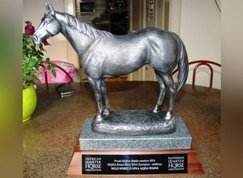 Quarter horse américain, Hongre, 13 Ans, 158 cm, Buckskin