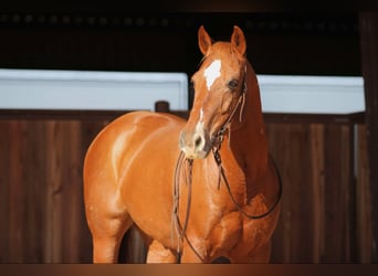 Quarter horse américain, Hongre, 13 Ans, 160 cm, Alezan cuivré