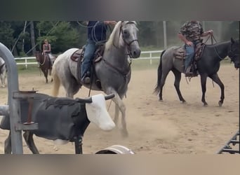 Quarter horse américain, Hongre, 13 Ans, 160 cm, Gris