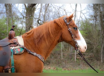 Quarter horse américain, Hongre, 13 Ans, 160 cm, Overo-toutes couleurs