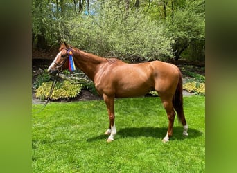 Quarter horse américain, Hongre, 13 Ans, 163 cm, Alezan cuivré