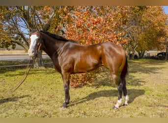 Quarter horse américain, Hongre, 13 Ans, 163 cm, Bai cerise