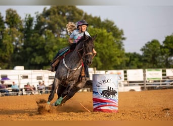 Quarter horse américain, Hongre, 13 Ans, 165 cm, Rouan Bleu