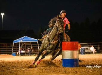 Quarter horse américain, Hongre, 13 Ans, 165 cm, Rouan Bleu