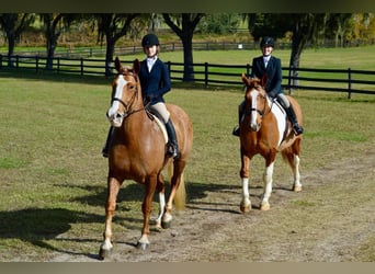 Quarter horse américain, Hongre, 13 Ans, 168 cm, Alezan brûlé